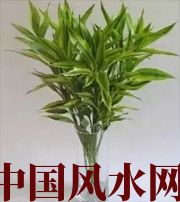 六盘水十二生肖养什么植物最旺财运？你知道吗！